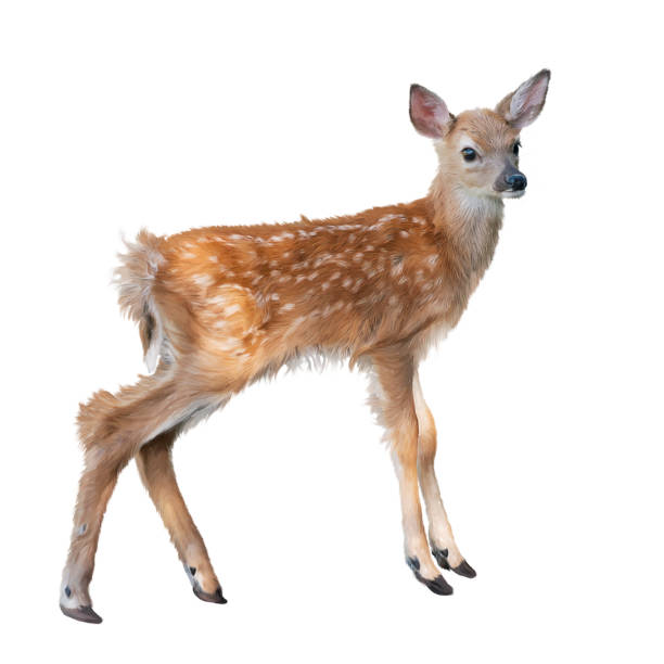 istock whitetail deer fawn watercolor 982714844