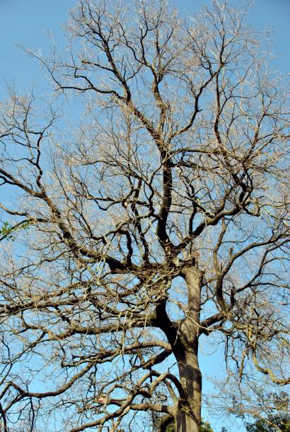 istock a tree with no leaves against the sky 982716986