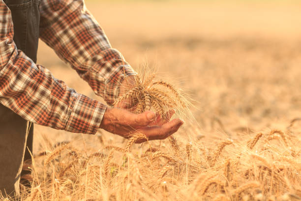 istock Close up of hands examining wheat growth 982725910