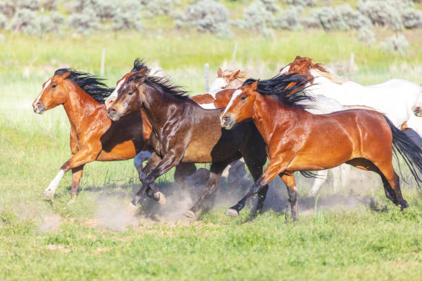 istock Utah Saddle Bronc Running Herd Roundup Bareback Riding Western Outdoors and Rodeo Stampede Riding Horses Herding Livestock 982726888