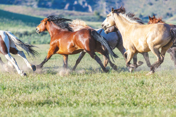 istock Utah Saddle Bronc Running Herd Roundup Bareback Riding Western Outdoors and Rodeo Stampede Riding Horses Herding Livestock 982727318
