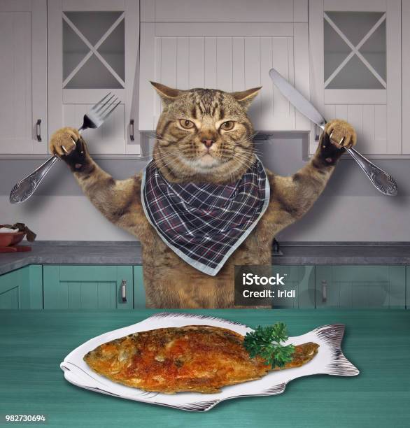 Kucing Makan Ikan Di Dapur Foto Stok - Unduh Gambar Sekarang - Baja
