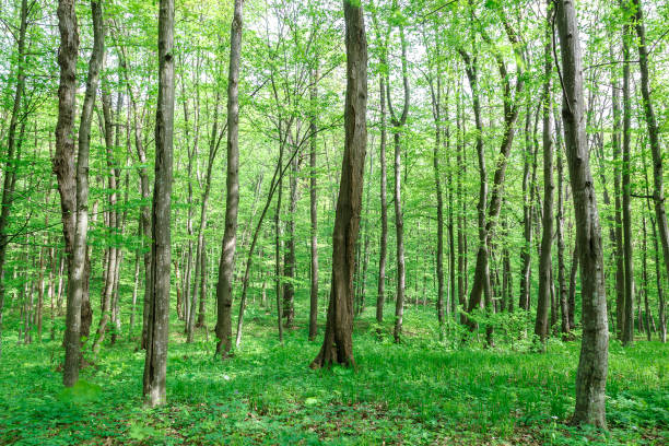 istock Green deciduous forest on a sunny day. 982731058