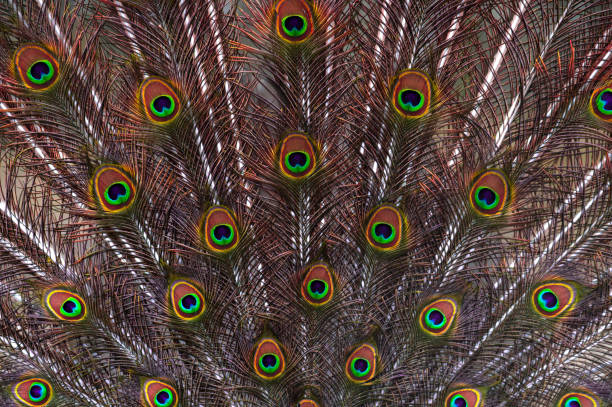 Colorful patterns of thousands of beautiful birds.