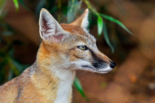 istock A head shot of a stunning Red Fox 982731200