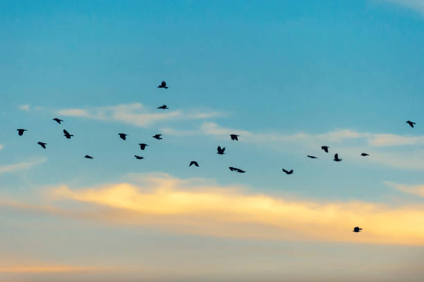istock Silhouetted crows Flying in the Sunset Sky 982731296