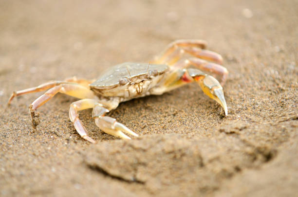 istock a beach crab runs at low tide along the beach 982731302