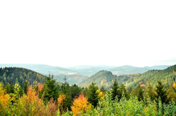 Photo of Autumn Aspen trees with foggy mountains in the background