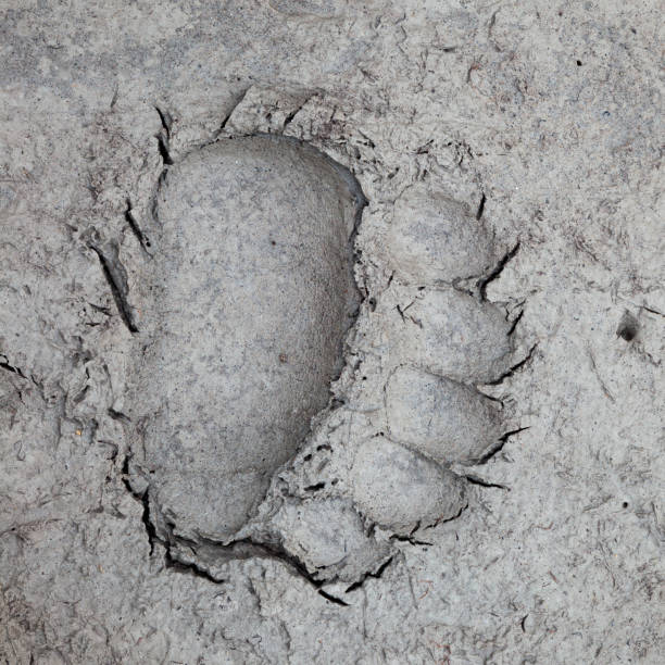 istock Bear track in soft mud at the edge of a river 982731388