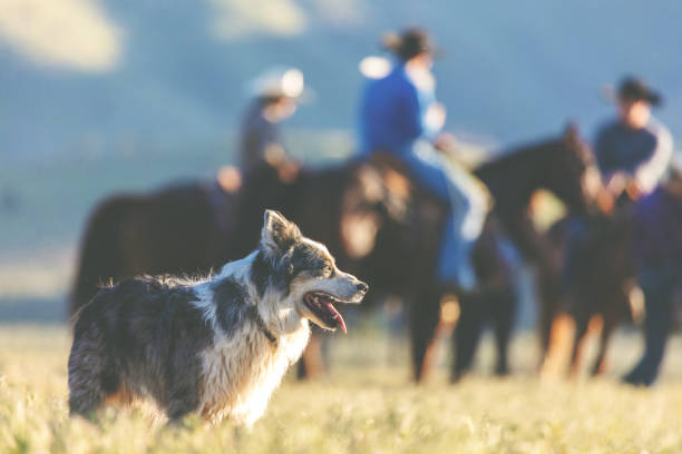 utah cow dogs western outdoors and rodeo stampede roundup riding horses herding livestock - cattle dog imagens e fotografias de stock