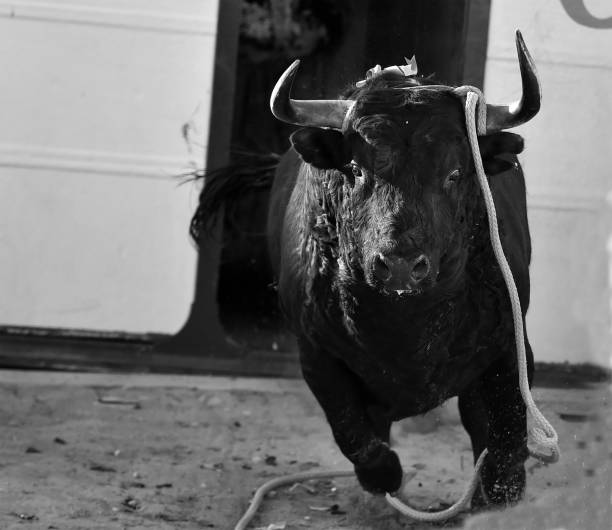 istock spanish bull in traditional spectacle in spain 982734936