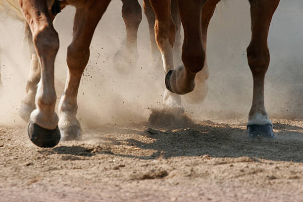 Hoof Dust  hooves stock pictures, royalty-free photos & images