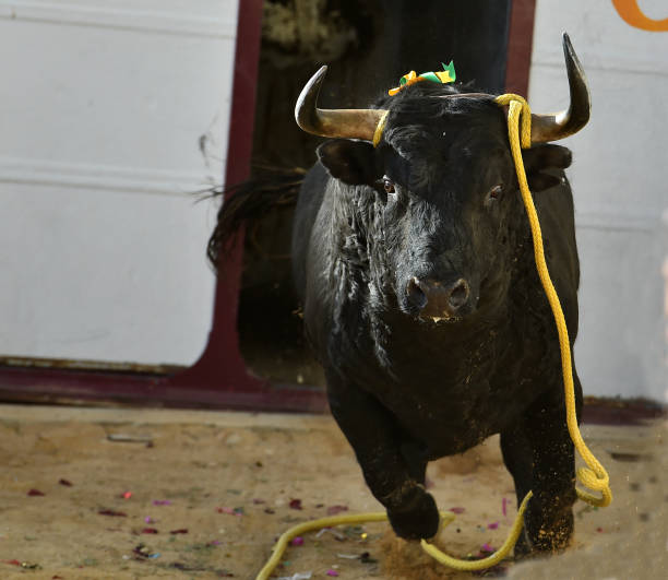 istock spanish bull in traditional spectacle in spain 982737040