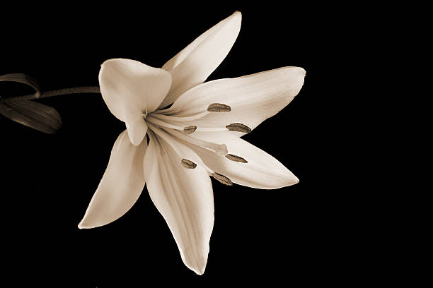 Sepia Lily  7676 stock pictures, royalty-free photos & images