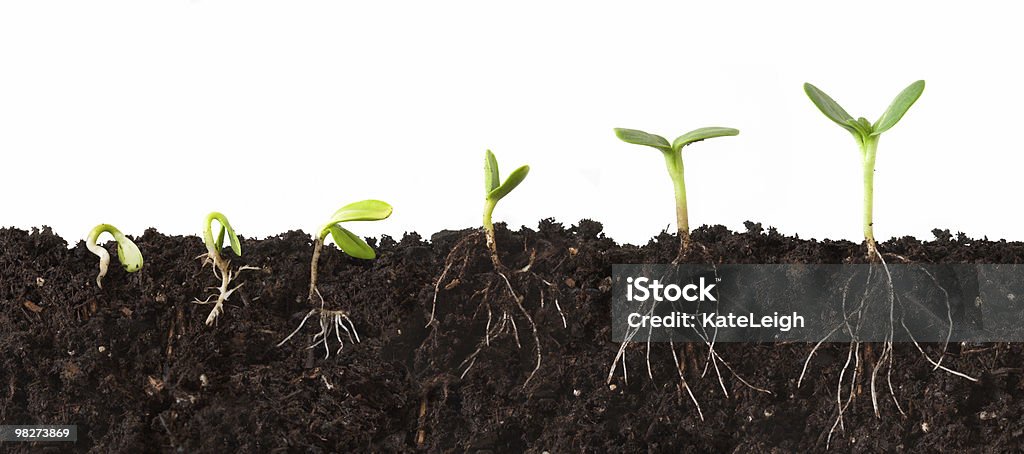 Plant Sequence Cutaway with Roots  Root Stock Photo