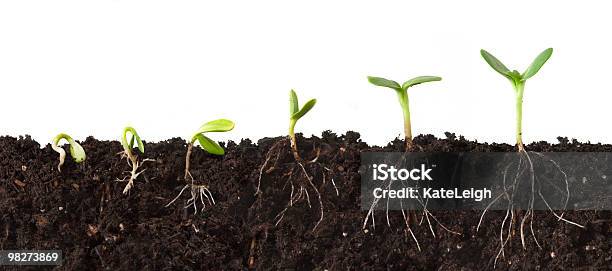 Plant Sequence Cutaway With Roots Stock Photo - Download Image Now - Root, Plant, Growth