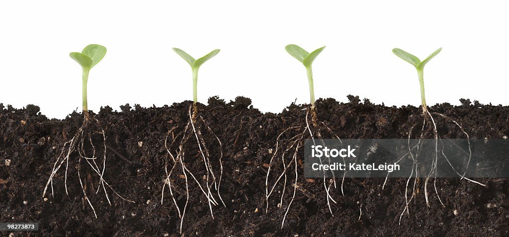 Seedlings and Roots Cutaway  Root Stock Photo