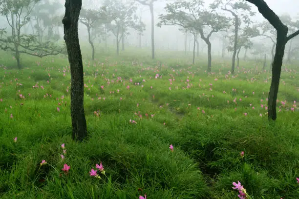 Krachai flower field in the morning ,Chaiyaphum Province,Thailand.Forest and Krachai flower field in the mist.