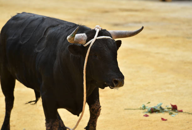 istock spanish bull in traditional spectacle in spain 982740558