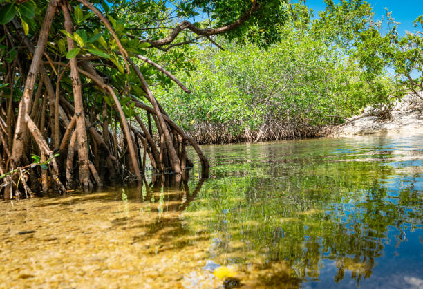istock Mangrove lined Channel in the Florida Keys 982741610