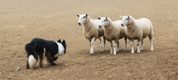 Perro pastor y la oveja photo