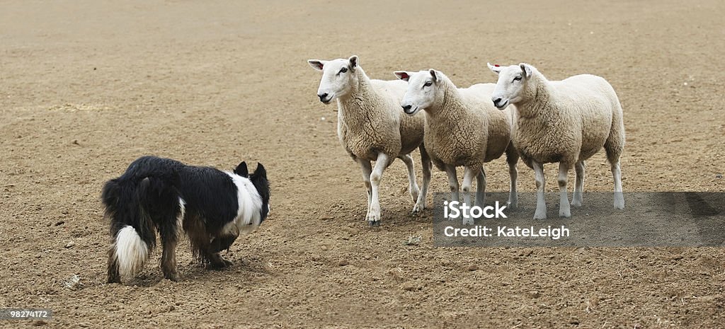 Perro pastor y la oveja - Foto de stock de Arrear libre de derechos