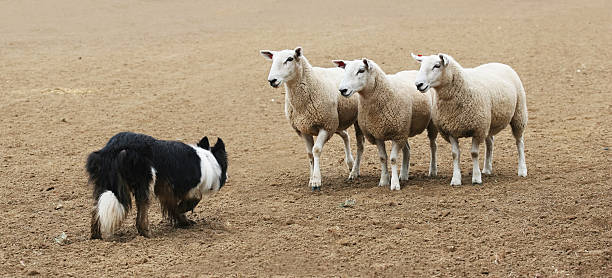 chien de berger et moutons - berger photos et images de collection