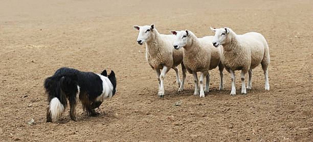 Sheepdog and the Sheep  border collie stock pictures, royalty-free photos & images