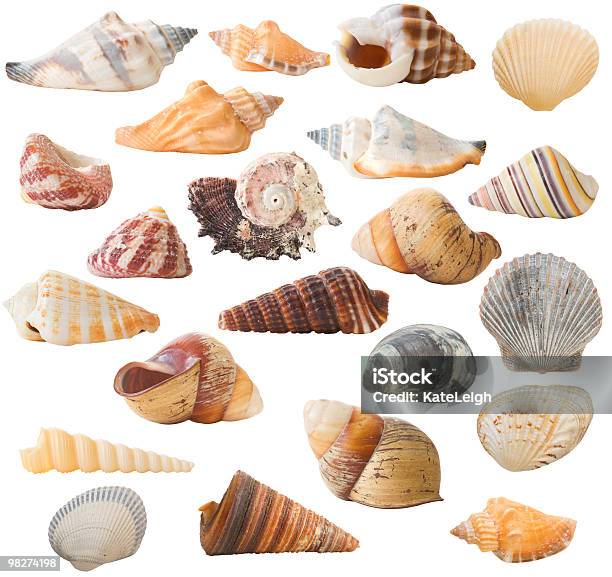 Foto de Coleção De Conchas Isolada e mais fotos de stock de Coleção - Coleção, Colorido, Concha - Parte do corpo animal