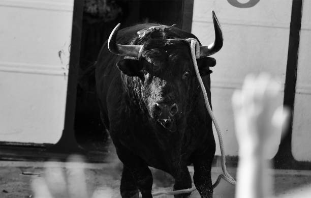 istock spanish bull in traditional spectacle in spain 982742292