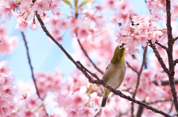 istock Green bird and cherry blossoms 982744882