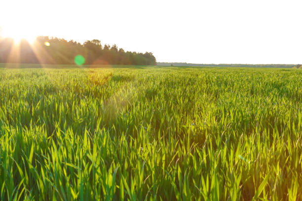istock Green field with spring seedlings wheat, rye 982745530