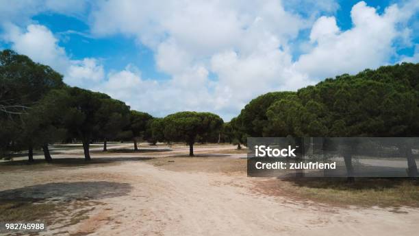 Parasol Pine Forest Stock Photo - Download Image Now - Color Image, Environment, Forest