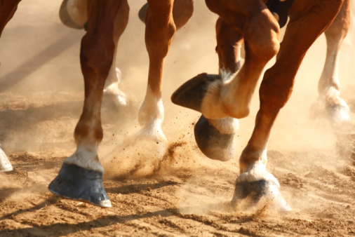 Veterinarian examining horse leg tendons. Selective focus on hoof.