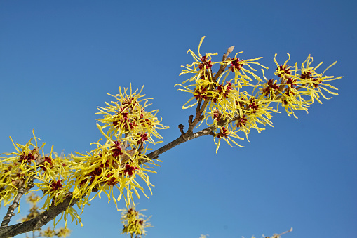 Medium, spreading, deciduous tree 10-25m; young twigs hairless, bark reddish-brown, peeling in thin strips and paper-like. Leaves oblong, dull green above, toothed, often reddish, somewhat hairy beneath. Flowers white, 15-25mm, in clusters of 2-6 with leaves.\nFruits rounded and fleshy, dark red, sometimes creamy-yellow, bright red or black, 9-12mm, sweet or bitter.\nHabitat: Woods, hedgerows and close to habitation on fertile, well drained soils.\nFlowering Season: April-May.\nDistribution: Widely cultivated and naturalized throughout Europe, except the Faeroes, Iceland and Spitsbergen.\n\nThis Picture is made in a small Forest in Almere (Flevoland, the Netherlands).