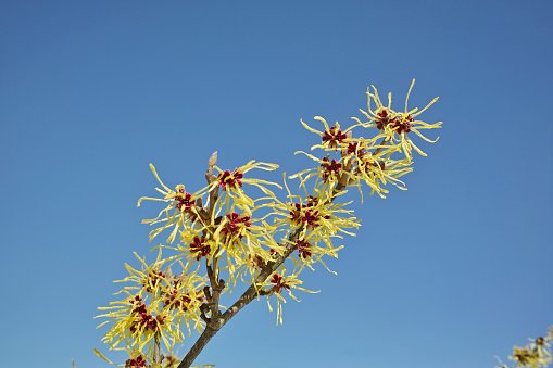 This image shows a close-up texture background of serviceberry tree (amelanchier grandiflora) branches with newly opening flower buds and leaves in spring, with defocused background.