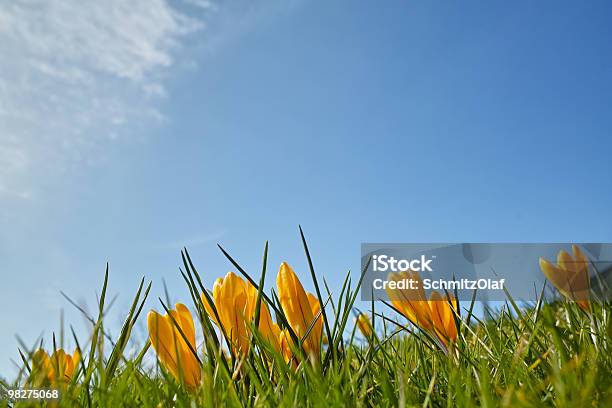 Photo libre de droit de Printemps Et De Pâques Avec Crocus Jaune Face De Ciel Bleu banque d'images et plus d'images libres de droit de Bleu