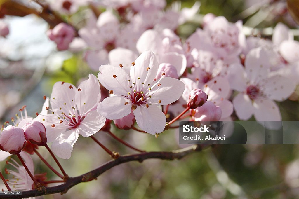 Flor de cerezo - Foto de stock de Belleza de la naturaleza libre de derechos
