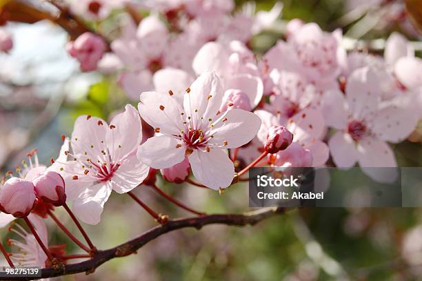 Flor De Cerezo Foto de stock y más banco de imágenes de Belleza de la naturaleza - Belleza de la naturaleza, Cerezo japonés, Color - Tipo de imagen