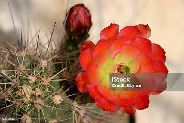 Strawberry Pflanzen Und Blumen Stockfoto und mehr Bilder von Ausgedörrt - Ausgedörrt, Baumblüte, Blume