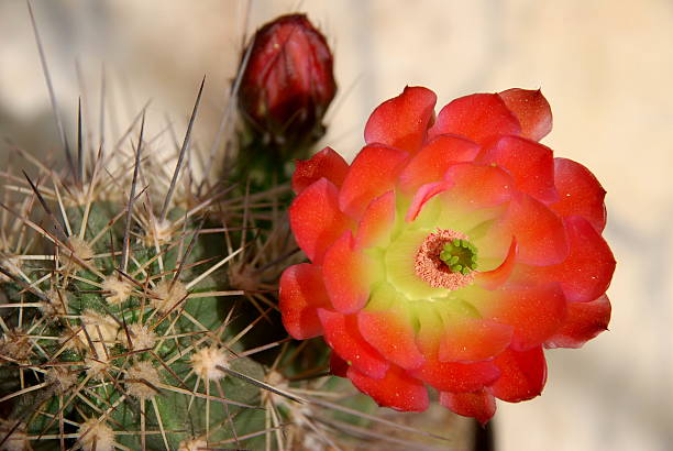 istock Echinocereus plant and flower 98275620