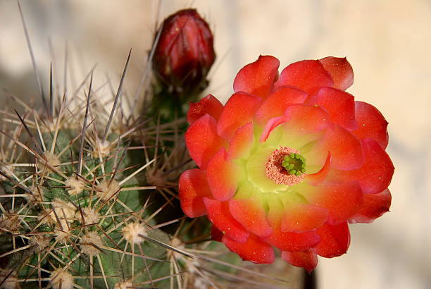 echinocereus roślin i kwiatów - single flower flower cactus hedgehog cactus zdjęcia i obrazy z banku zdjęć