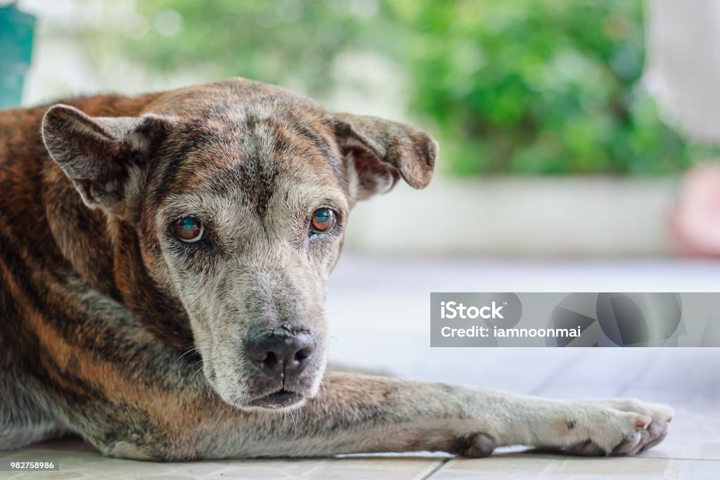 Retrato de um cão doente com sintomas de midríase ou alunos para dilatar que causam cegueira para o conceito de saúde do animal de estimação - Foto de stock de Cão royalty-free