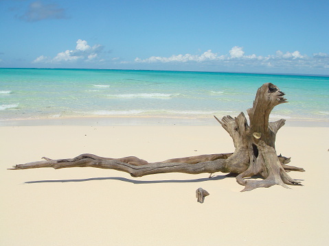 lonley Driftwood en una playa de arenas blancas de ensueño photo