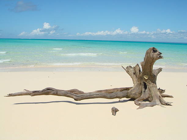 lonley driftwood en una playa de arenas blancas de ensueño - driftwood fotografías e imágenes de stock
