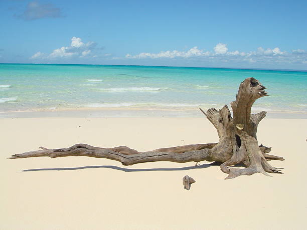 bois flotté lonley sur une plage de sable blanc de rêve - driftwood photos et images de collection