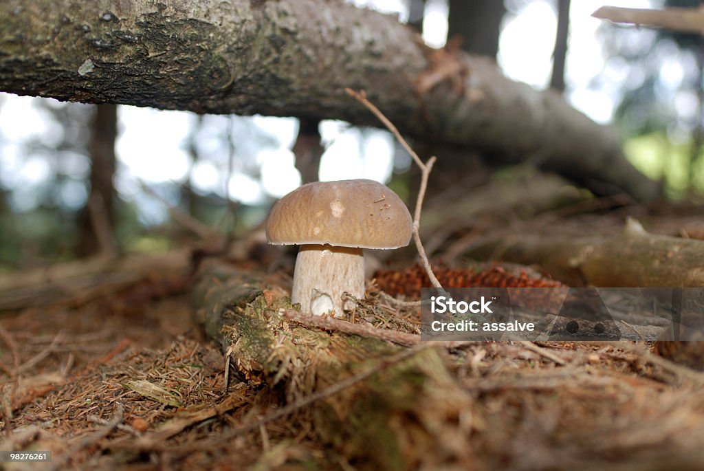 Hermosa seta porcini cepe en el bosque - Foto de stock de Abeto libre de derechos