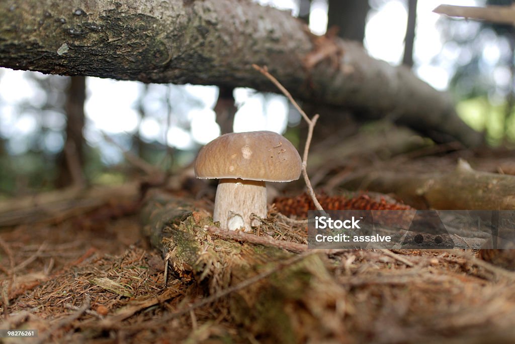Magnifique cèpes Cèpe Champignon dans la forêt. - Photo de Aiguille - Partie d'une plante libre de droits