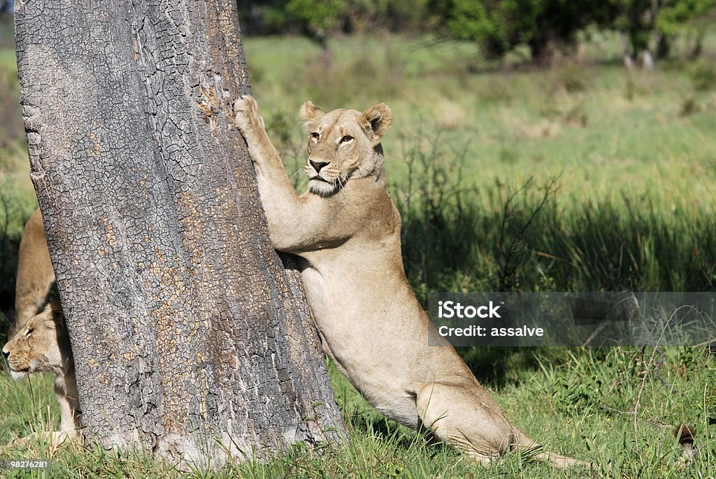 lion is grinding his claws on a tree  Africa Stock Photo