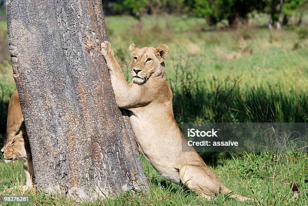 Lion Is Grinding His Claws On A Tree Stock Photo - Download Image Now - Africa, Animal Wildlife, Animals In The Wild